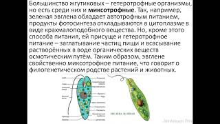 ОБЩАЯ ХАРАКТЕРИСТИКА Жгутиковых – FLAGELLATA, или MASTIGOPHORA