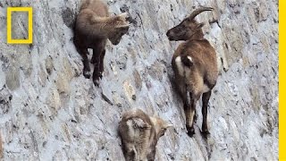 Amazing Footage: Goats Climbing on a Near-Vertical Dam | National Geographic