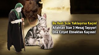 Bu Kedi Size Yaklaşırsa Kaçın! Allahtan Size 3 Mesaj Taşıyor! Ona Eziyet Etmekten Kaçının!