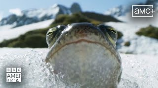 Planet Earth III Official Trailer ft. Bastille | Premieres November 4 | BBC America