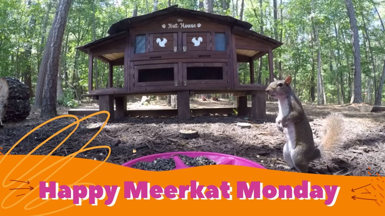 Meerkat Monday at The Nut House YouTube
