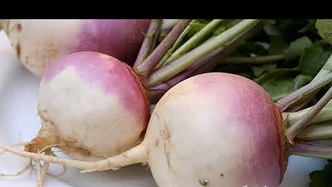 Class 3 NCERT/English The Enormous Turnip Pt 2 Video of CBSE syllabus in KV (Kendriya Vidyalaya)