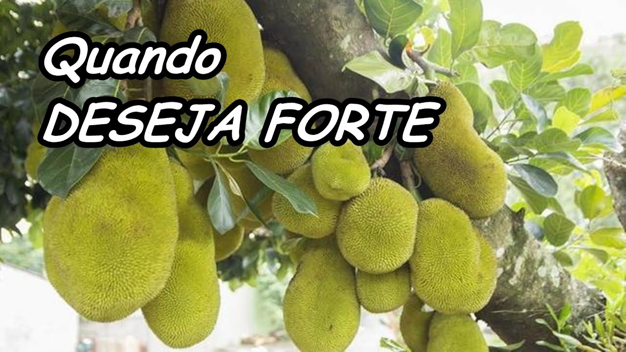 Sonhar Com Jaca, jaca no pé, jaca madura em sonho - YouTube