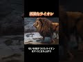 8年間も狭い部屋に閉じ込められた雄ライオン、再び光を見た瞬間に立ち尽くす。