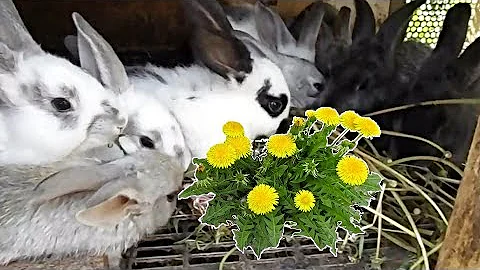 Можно ли кроликам одуванчики | КРОЛИКОВОДСТВО