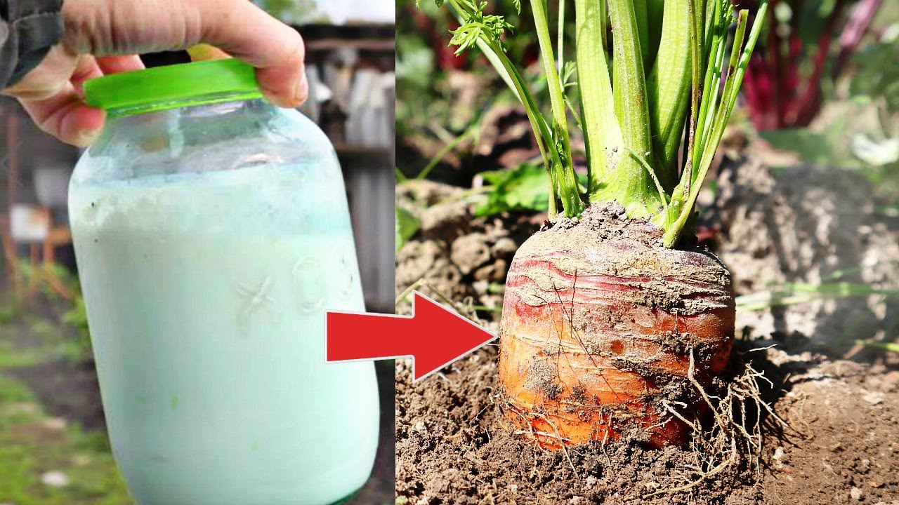 Морковь вырастает огромная и сладкая! В июле вношу эту бабушкину ...