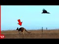 The Eagle Didn&#39;t Expect This When It Attacked Kangaroo