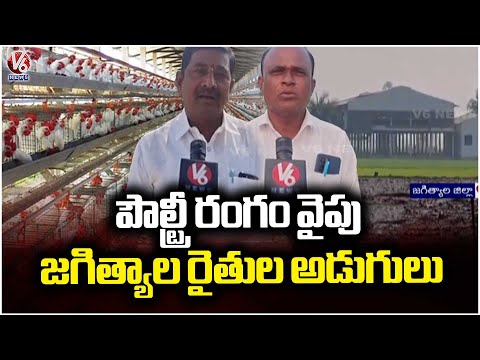 Jagtial Farmers Adopt Layer Poultry Farming for Additional Income |  V6 News - V6NEWSTELUGU