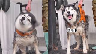 How Many Times Does Cheeky Husky Soak Everything!