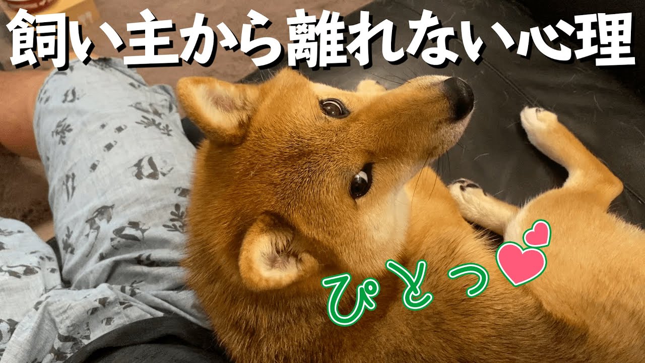 犬が飼い主のそばを離れない心理4選 分離不安症かも Youtube