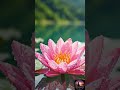 Deep Relaxation Music 🌿 | Peaceful Nature Sounds for Sleep, Meditation &amp; Stress Relief