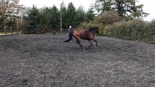 Lunging gracie part 4 day 1