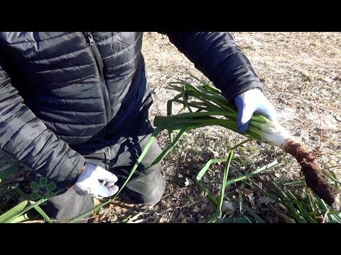 Wideo: Kwitnie na roślinach jukki - dlaczego moja juka nie zakwitnie?