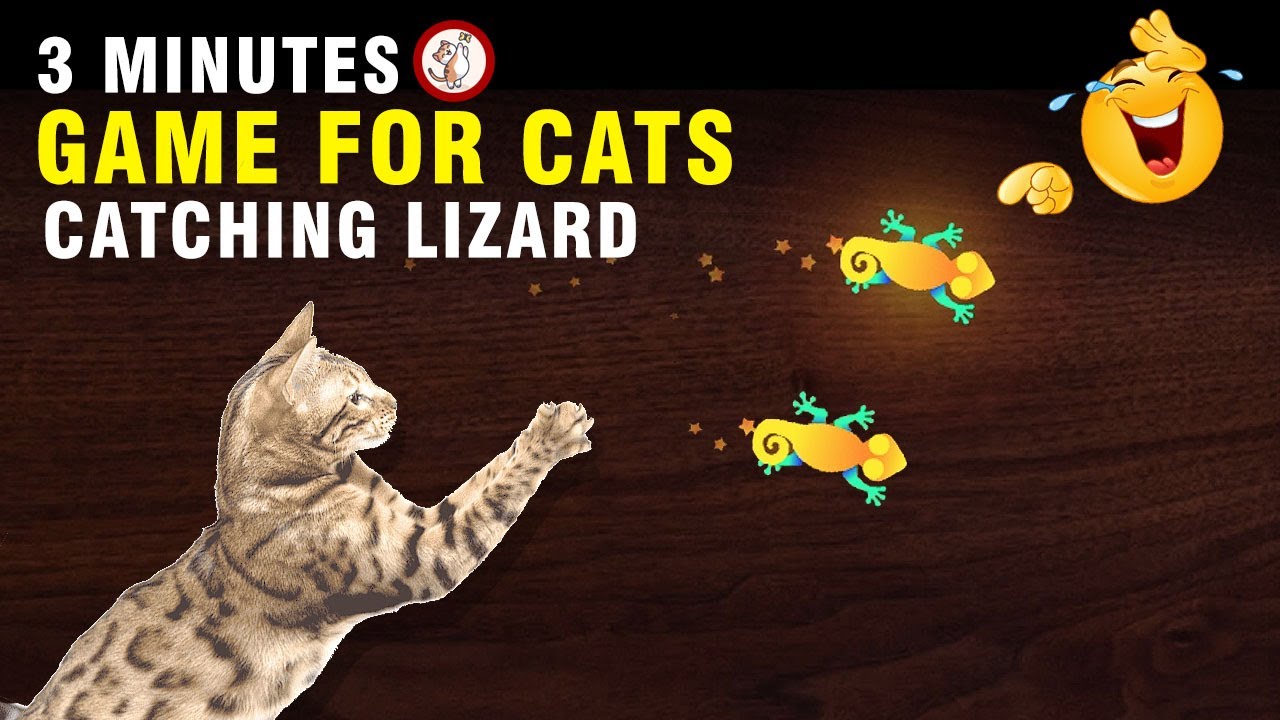 CATCH LIGHT UP LIZARD CAT GAME TO WATCH CAT GAME LIZARD GAME FOR