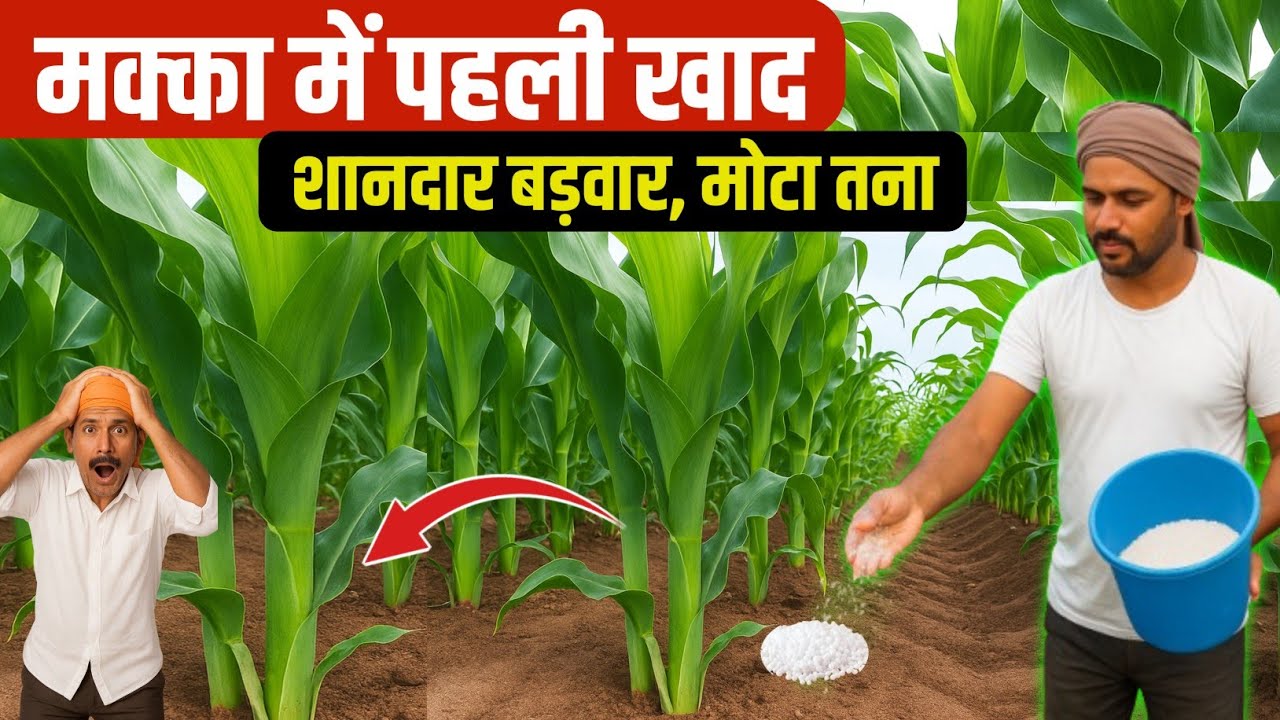 मक्का में पहली खाद | मक्का में पहली खाद | Makka me kaun si khad dalen | Makka mein khad kab dalen