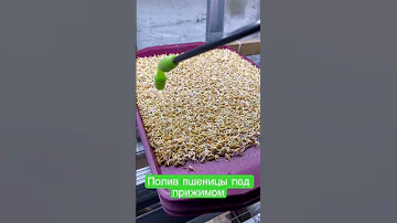 Как и чем поливать пшеницу под прижимом.