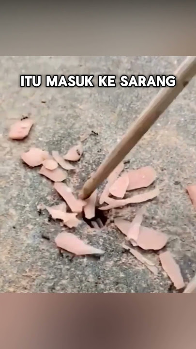 Semut dibuat lembur oleh orang ini