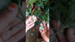 kanakambaram potting method and tips #gardening #terracegarde #terracegarden #garden #plants