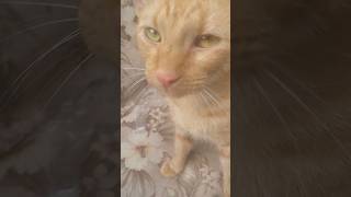The Wonderful Thing About Tiggers! #cat #catvideos @spacedoutproductions9433