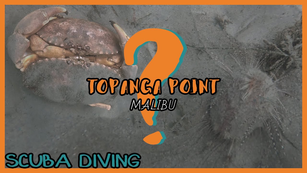 [Topanga point, Malibu] Underwater desert Unique marine animals Scuba ...