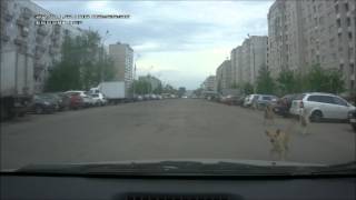 Собаки лают Собаки лают
