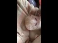 膝の上でじゃれるスコティッシュフォールドの子猫 みるきぃ☆