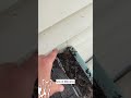 Roof Top Debris Leads to Roof Leaks