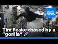 Tim peake chased through iss by a gorilla