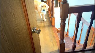 わんぱくレトリバーまるが編集部屋に来たら・・・