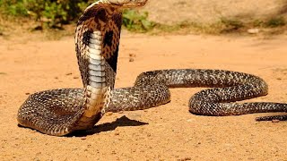 పాములు ఎందుకు కుబుసం విడుస్తాయి..? || Why do snakes shed their skin ...?