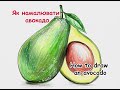 Як намалювати авокадо -- How to draw an avocado