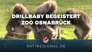 Drill-Nachwuchs: Affenbaby verzaubert Zoo Osnabrück