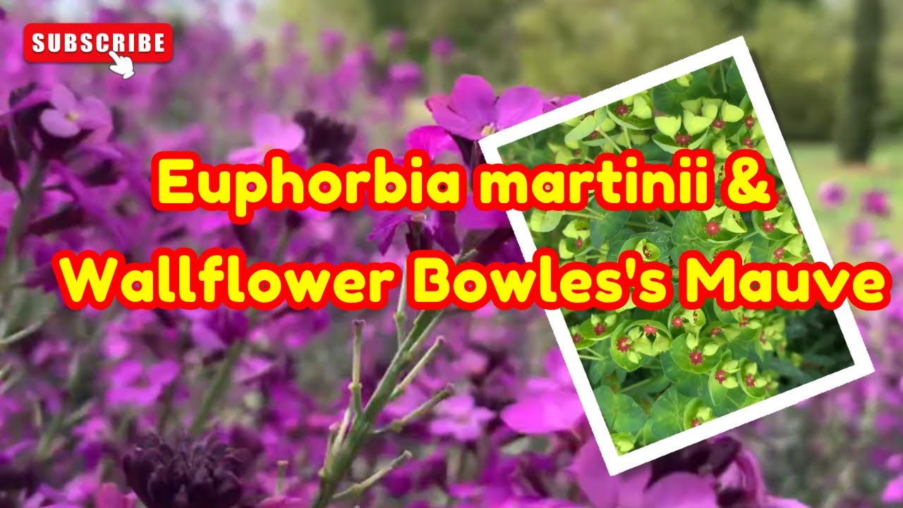 Euphorbia x martinii and Wallflower Bowles's Mauve forms a beautiful