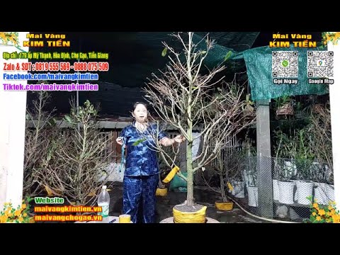 Phôi Mai Thủ Đức Giá Rẻ Bao Ship Bao Sống Toàn Quốc - Mai Vàng Kim Tiền Chợ Gạo