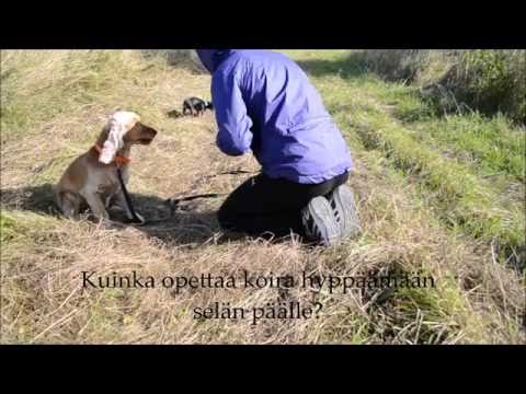 Video: Kuinka Estää Koira Hyppäämästä Omistajansa Päälle