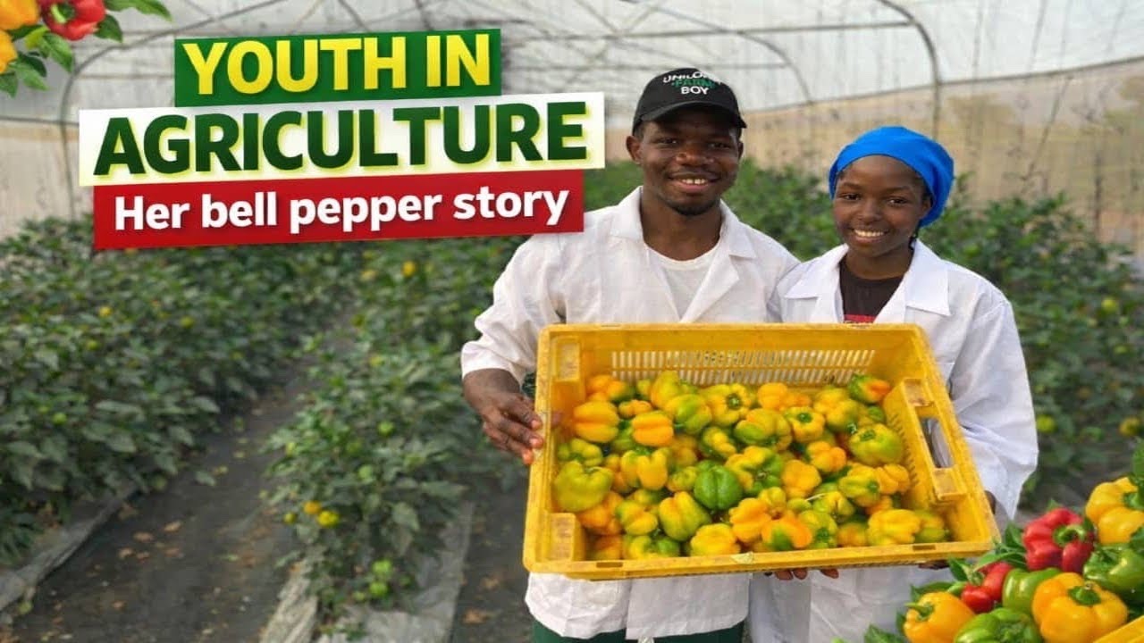 MEET THE YOUNG LADY DOMINATING BELL PEPPER 🫑 FARMING IN NIGERIA 