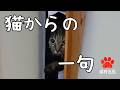 猫からの一句　#２９【ソノコさま】#猫野芭蕉