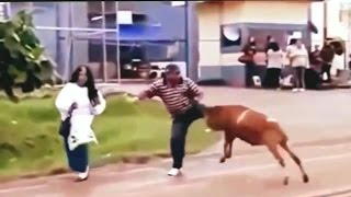 OMG terrific GOAT |  Funny Fails Compilation 2017