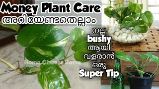 Money Plant Care | Money plant in water | Money plant growing tips | Money plant Propagation |Indoor