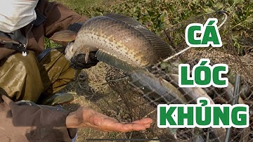 THĂM BẪY CÁ LÓC CÙNG VỢ- TRÚNG ĐẬM MẺ CÁ LÓC ĐỒNG NGÀY CUỐI TUẦN