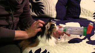 feline asthma  treatment with Aerokat inhaler