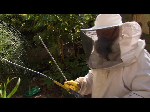 Video: Waarom Dromen Bijen En Wespen?