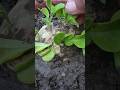 Grow Lemon #gardening #grafting #plants #short