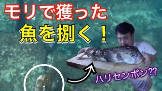 魚突きでGET！イシガキフグを捌く方法！【モリ突き】