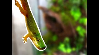 Making Of Pea Day Gecko Setup Phelsuma Quadriocellata Enclosure