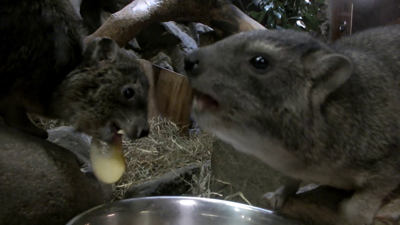 Cape Hyrax eat the bait.Ueno Zoological Gardens..ケープハイラックスの食事。上野動物園