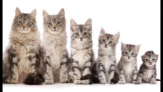 The ages and stages of a cat’s life