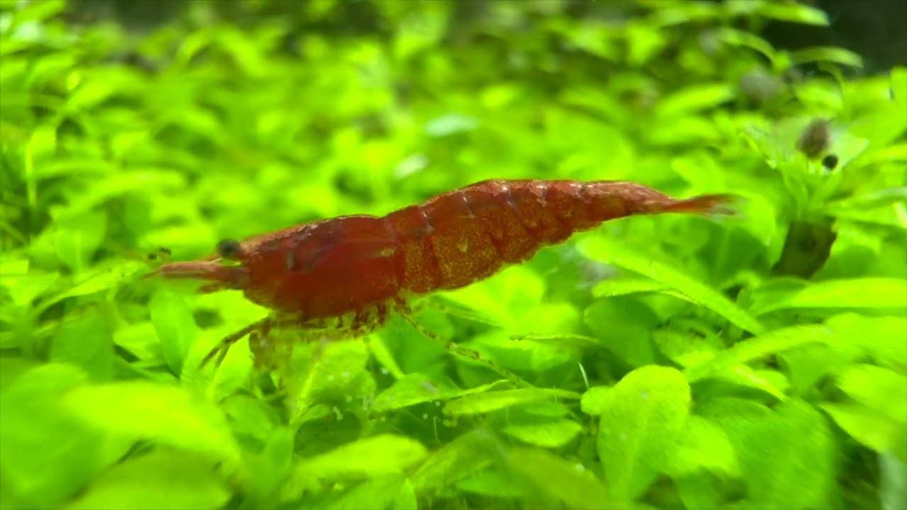 Cherry shrimp habitat showcase