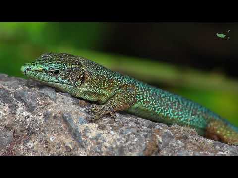 Vídeo: Excesso De Perda De Peso Em Lagartixas - Skinny Tail In LIzards