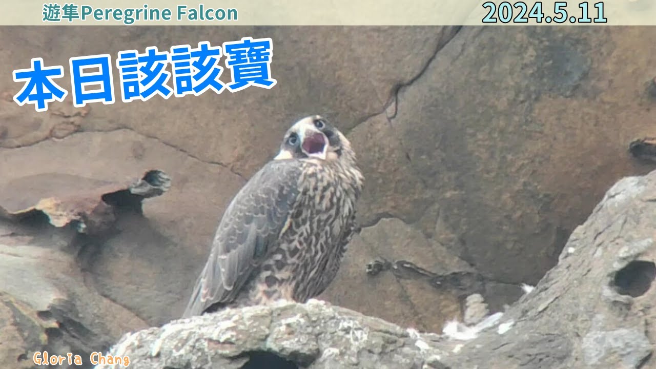 20240511 本日該該寶【遊隼Peregrine Falcon】 - YouTube